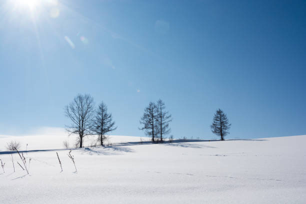 istock Snow hill and blue sky and winter grove 830982340