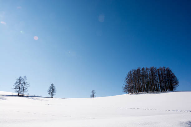 istock Snow hill and larch forest and blue sky 830982492