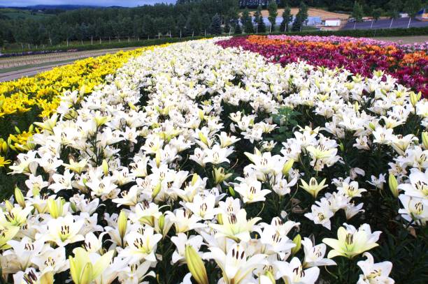 istock A magnificent view of Biei 830989124
