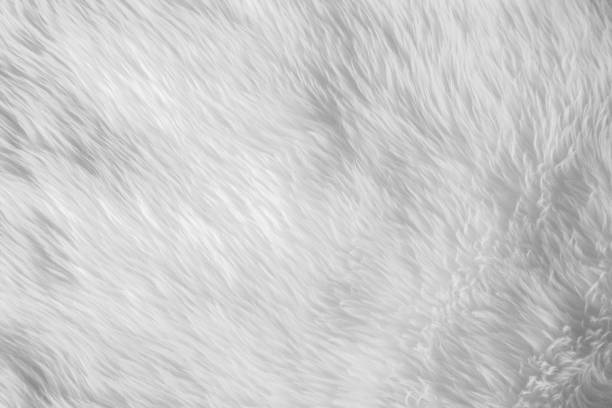 istock White fur texture, close up on detail of fur, for mapping 3d object or abstract background. 830991668