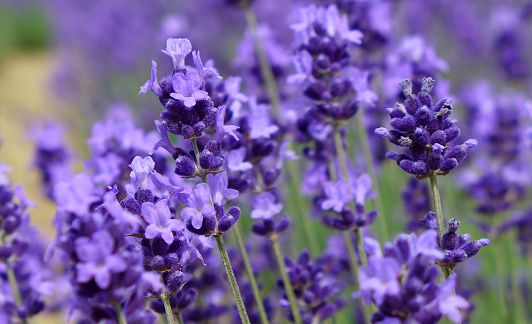 Lavender in summer