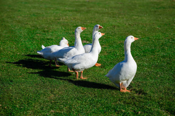 istock Snow goose walking on the grass. Farm animal 830994908