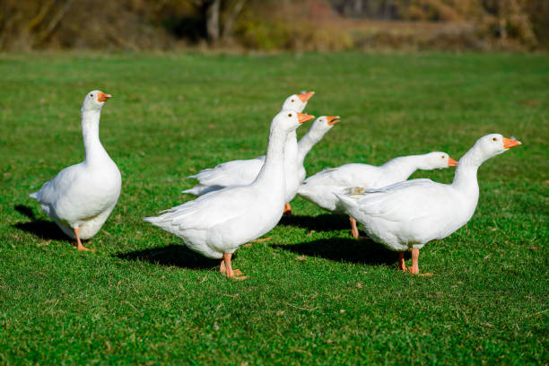 istock Snow goose walking on the grass. Farm animal 830994920