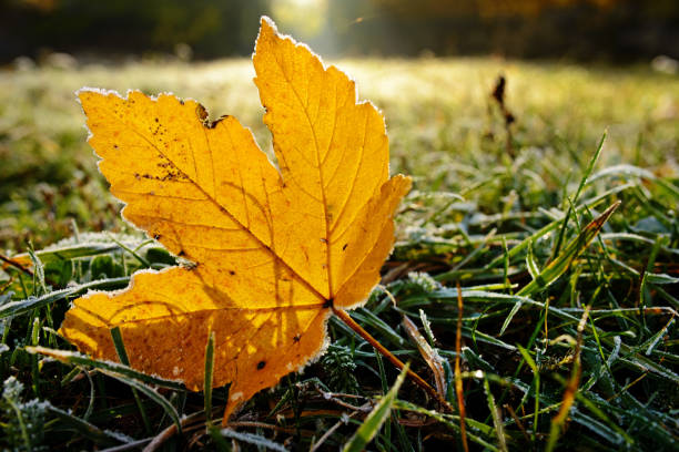 istock Brightly colored autumn leaves with dusting of frost 830995072