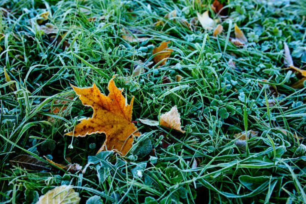 istock Brightly colored autumn leaves with dusting of frost 830995078