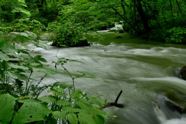 istock Oirase Mountain Stream, Aomori, Japan 830995856
