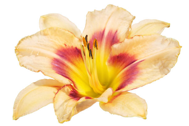 istock big eight petal peach day lily flower isolated on white background 830998712