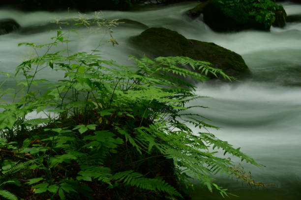 istock Oirase Mountain Stream, Aomori, Japan 830998828