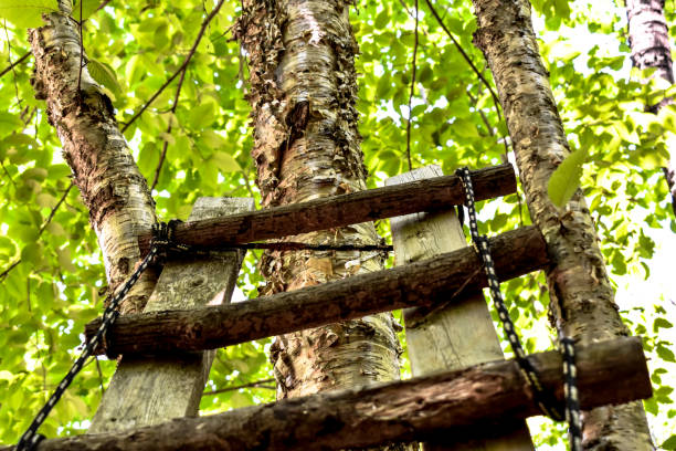 istock To The Top Of The Tree 830998944