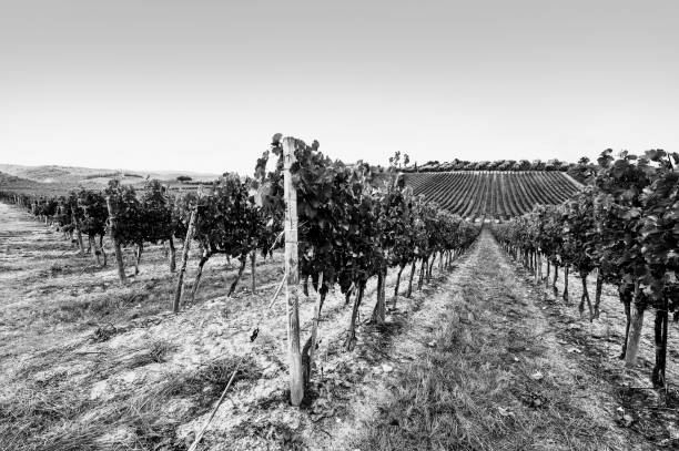 Italian landscape with vineyards