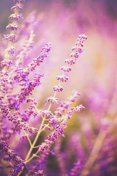 istock Beautiful Russian Sage plants in full bloom bathed in sunlight 831001630