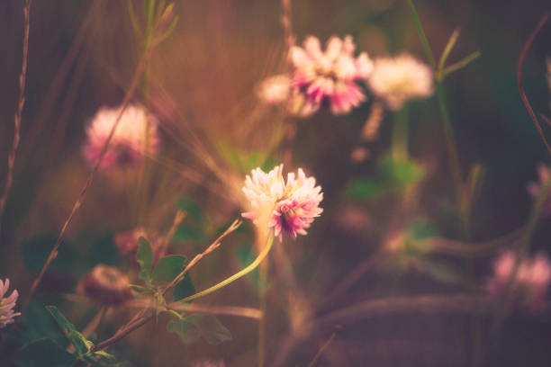 istock Beautiful pink clover bathed in sunlight growing wild 831001640