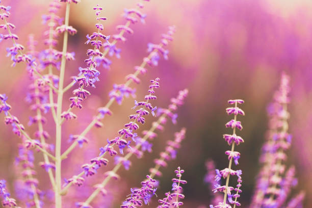 Beautiful Russian Sage plants in full bloom bathed in sunlight