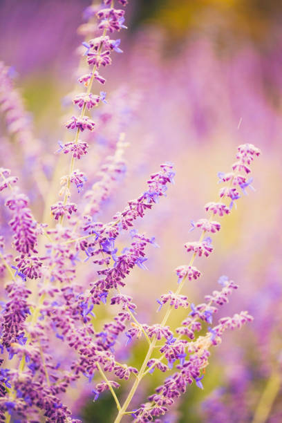 istock Beautiful Russian Sage plants in full bloom bathed in sunlight 831001780