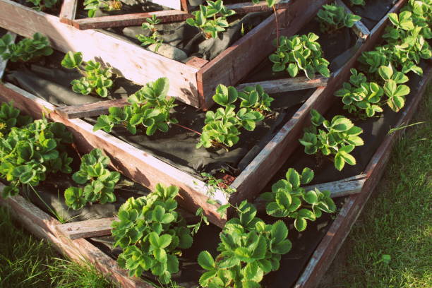 Strawberries in raised garden bed. Pyramid raised garden stock photo