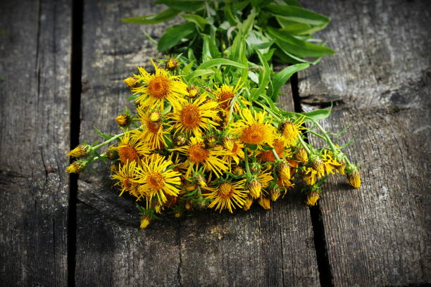 inula helenium o curar a caballo o flores elfdock amarillo con verde sobre fondo de madera. planta médica contiene una gran cantidad de aceites esenciales, saponinas, inulina, vitamina e y otras sustancias - inulin fotografías e imágenes de stock