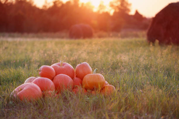 istock pumpkins on wooden table outdoor 831006088