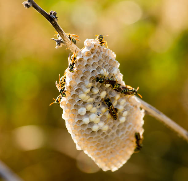 istock Wasps on the aspen in the wild 831009422
