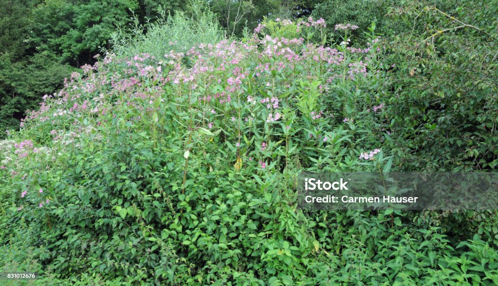 himalayan balsam impatiens glandulifera, an invasive plant in europe Flower Stock Photo