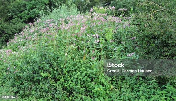 Himalayan Balsam Stock Photo - Download Image Now - Flower, Germany, Horizontal