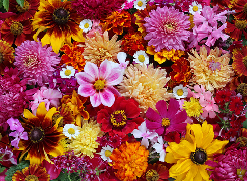 Marigold flower background