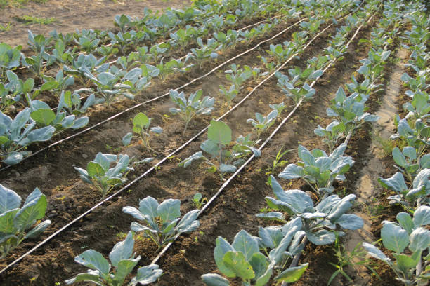 Cabbage in a field stock photo