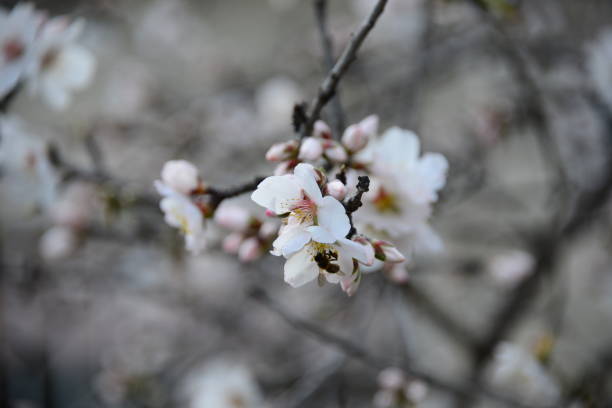 istock Almond blossom in Spain 831016674