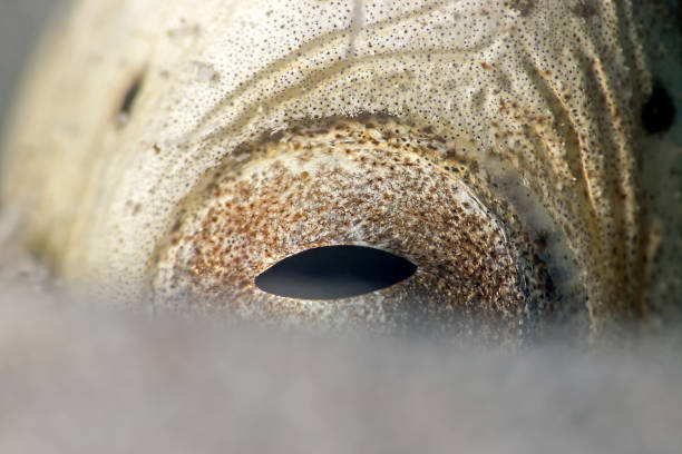 marbled snake eel eye, auge vom marmor sand-sclangenaal (callechelys marmorata) - marmorata imagens e fotografias de stock