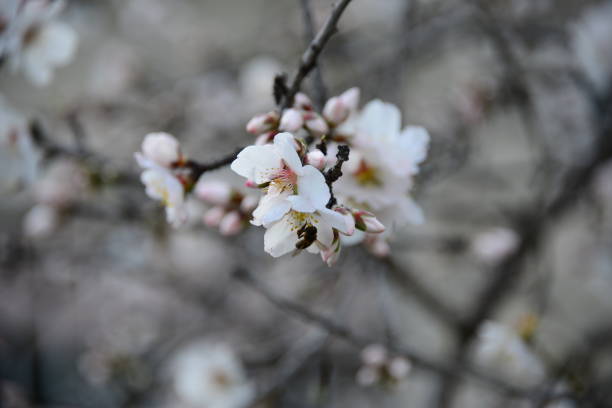 istock Almond blossom in Spain 831019636