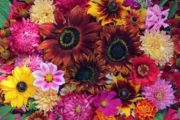 istock Flower background. A background from cultivated flowers. 831023576