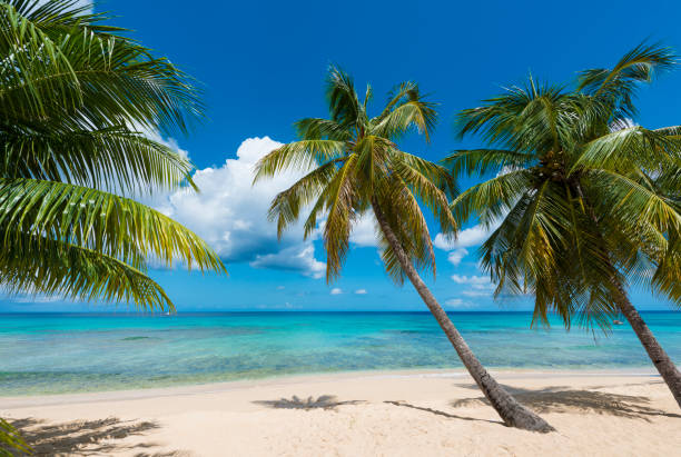 Palm trees on idyllic white sand beach stock photo