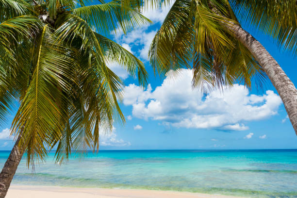istock Palm trees on idyllic white sand beach 831028298