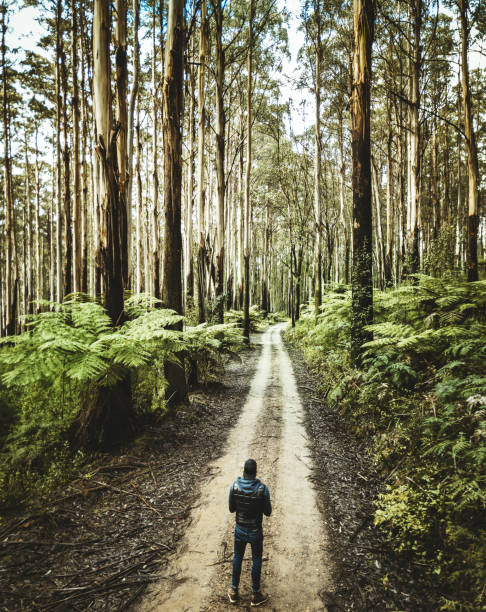 istock man inside the yarra ranges forest piloting a drone 831028452