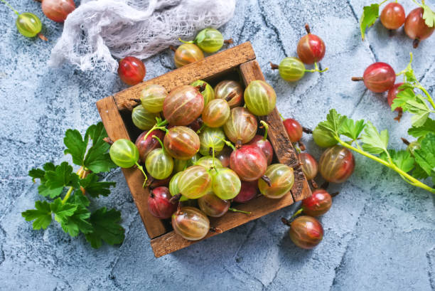 gooseberry  - gooseberry fruit berry bowl stock-fotos und bilder