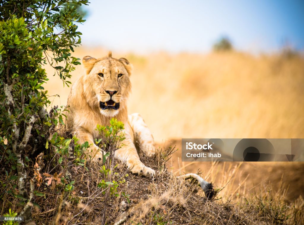 Lion Kenya East Stock Photo