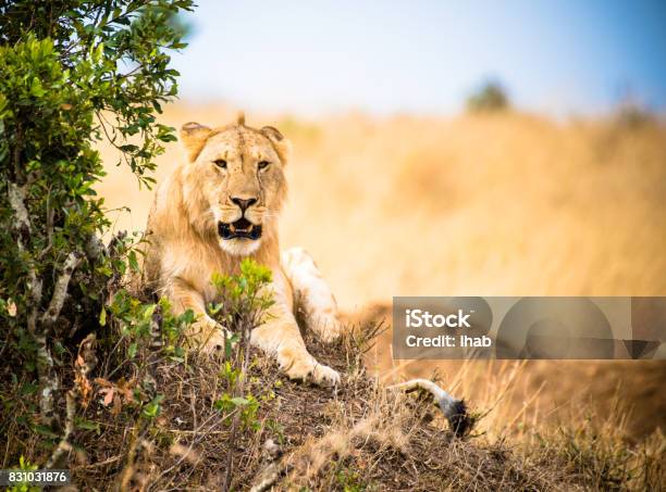 Lion Kenya Stock Photo - Download Image Now - East, Tsavo National Park, Africa