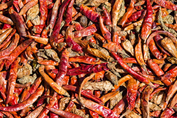 istock Red hot chili peppers background in Nepal 831031932