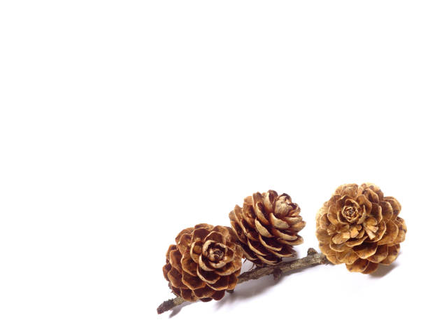 istock Closed up three natural dry flower shape pine cones with branch isolated on white background, with free space for text and design 831032076