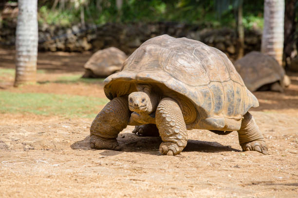 istock Giant turtles, dipsochelys gigantea in island Mauritius 831032354