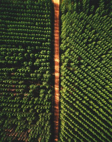 high angle view of the forest