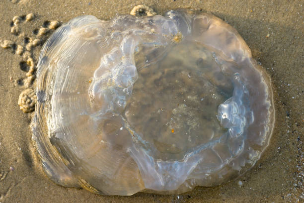 istock Jellyfish on the sandy beach 831038488
