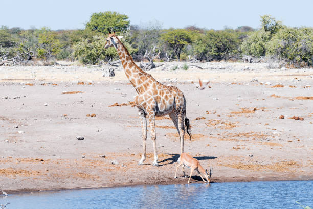 istock Namibian giraffe and black-faced impala ram, at waterhole 831038648