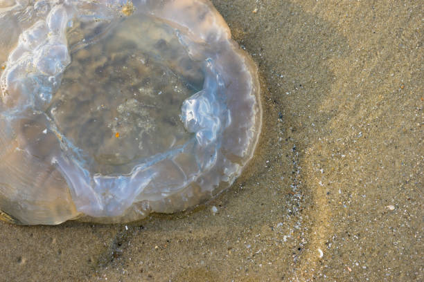 istock Jellyfish on the sandy beach 831038726