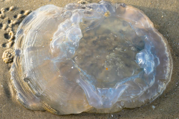 istock Jellyfish on the sandy beach 831038734
