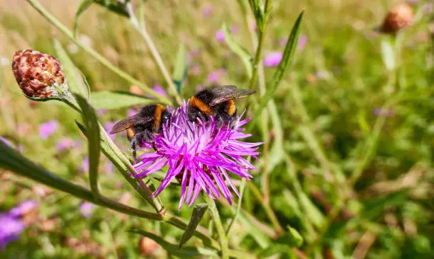 Photo of Flying bumble bee on a pink flower in summer meadow