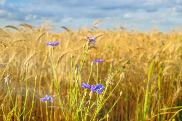 istock Landscape of Golden field 831039268