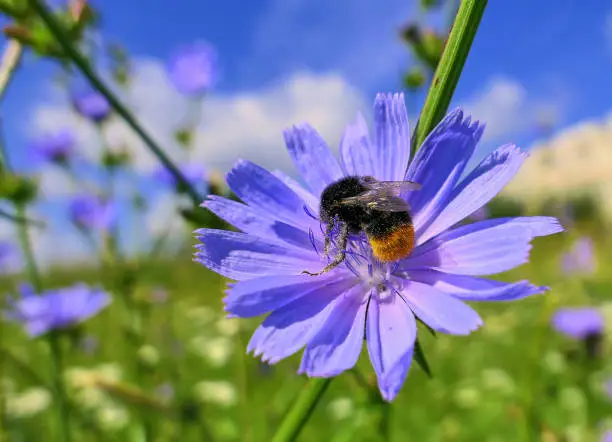 Photo of Flying bumble bee on a violet flower in summer meadow