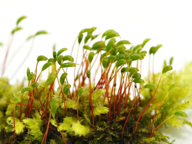 istock Red roof moss sporophytes 831042362