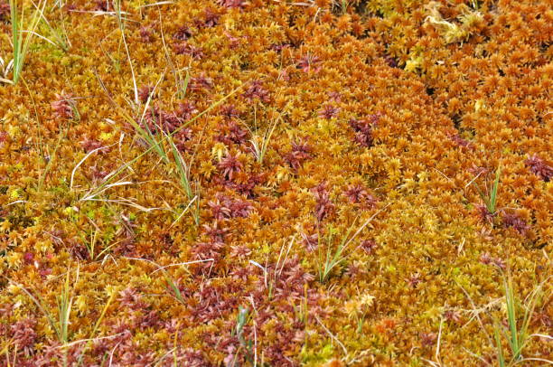 turba de esfagno - sphagnum fotografías e imágenes de stock