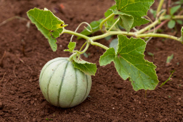 Close-up on a small cantaloupe in a vegetable garden.